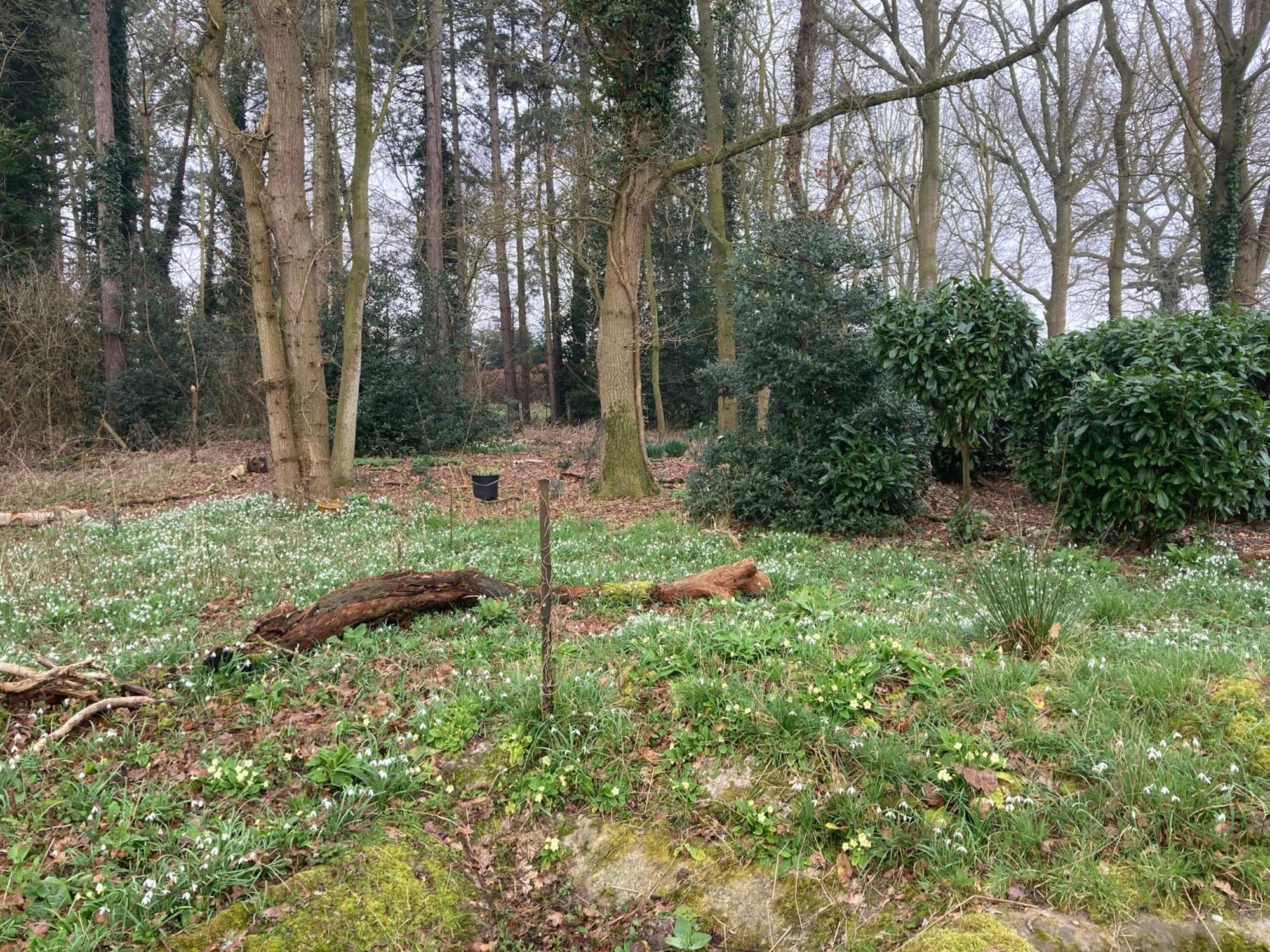 Woodland Retreat, Market Lane, Blundeston, Lowestoft Extérieur photo